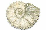 Bumpy Ammonite (Douvilleiceras) Fossil - Madagascar #361130-1